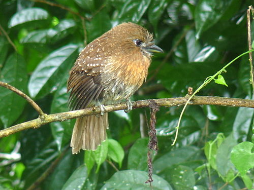 Moustached puffbird